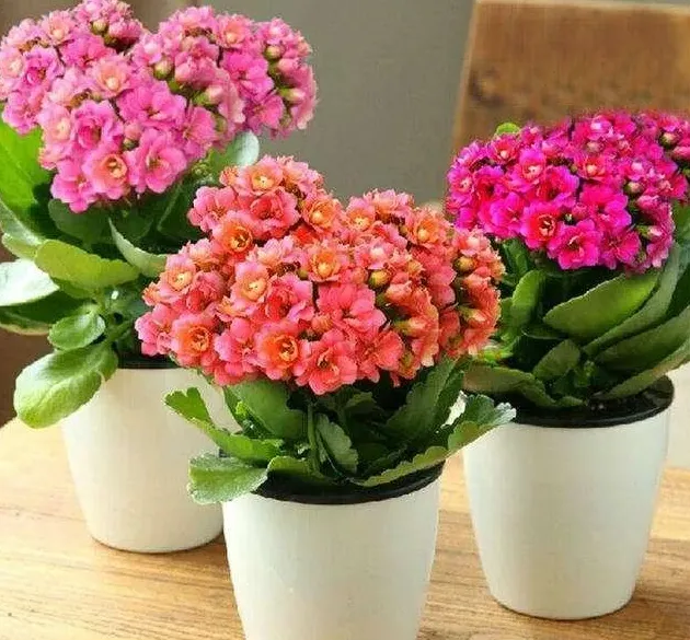 长寿花好养吗,长寿花什么品种最好看最好养？
