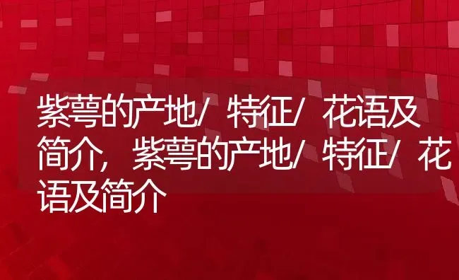 紫萼的产地/特征/花语及简介,紫萼的产地/特征/花语及简介 | 养殖科普