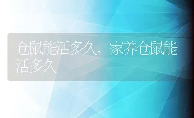 仓鼠能活多久,家养仓鼠能活多久 | 养殖资料