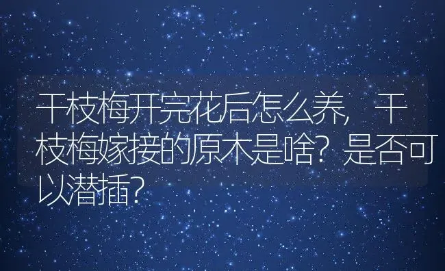 干枝梅开完花后怎么养,干枝梅嫁接的原木是啥？是否可以潜插？ | 养殖科普