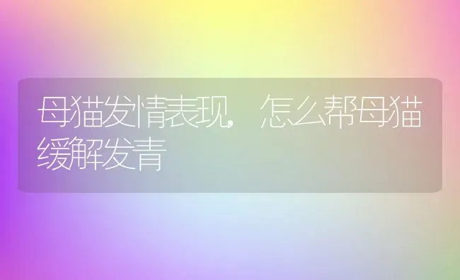 母猫发情表现,怎么帮母猫缓解发青 | 养殖科普