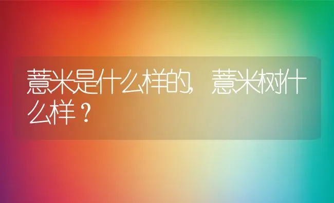 薏米是什么样的,薏米树什么样？ | 养殖科普