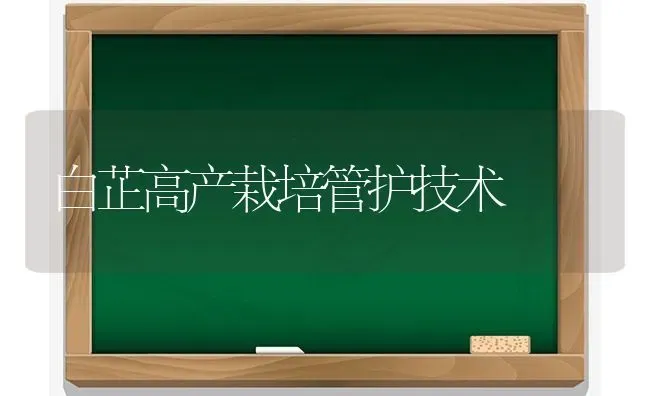 白芷高产栽培管护技术 | 养殖技术大全