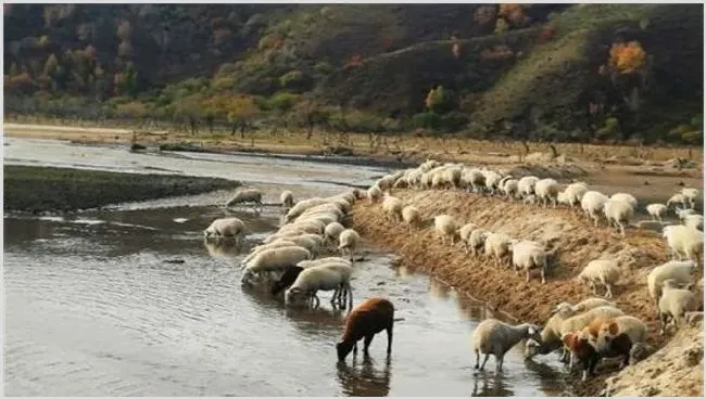 养羊喂水注意什么？要求有哪些 | 常识大全