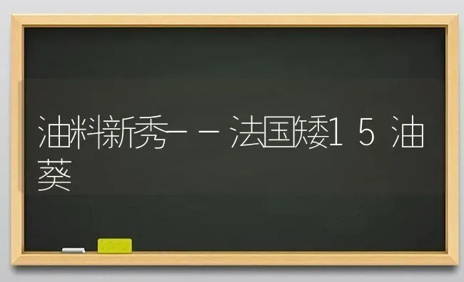 油料新秀--法国矮15油葵 | 养殖技术大全