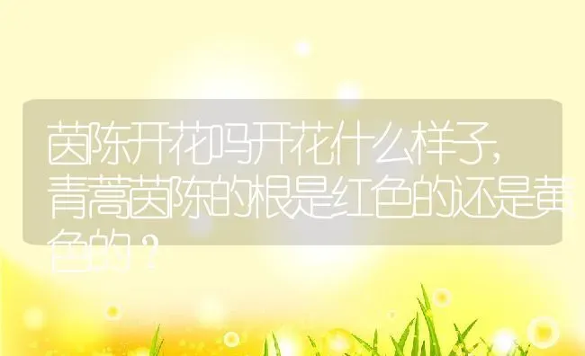 茵陈开花吗开花什么样子,青蒿茵陈的根是红色的还是黄色的？ | 养殖科普