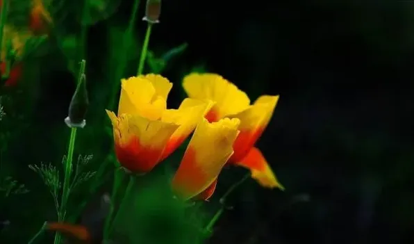 花菱草有毒吗 | 妙招大全