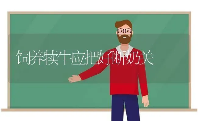 饲养犊牛应把好断奶关 | 养殖知识