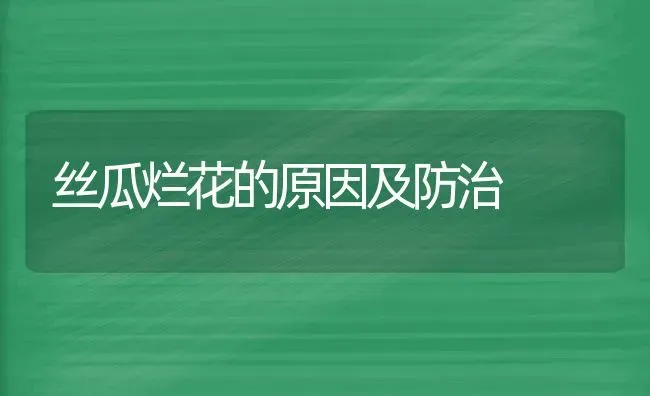 丝瓜烂花的原因及防治 | 养殖知识