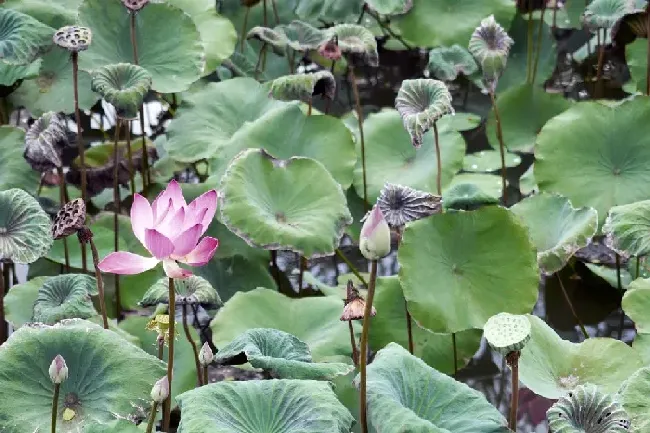 荷花和莲花哪个结莲藕,莲和莲花的区别？