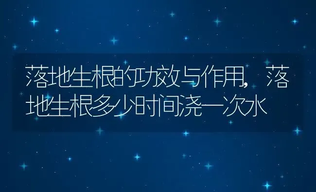 落地生根的功效与作用,落地生根多少时间浇一次水 | 养殖学堂