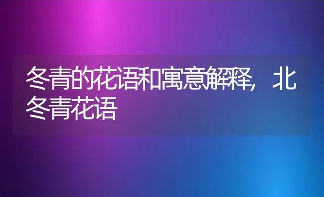 冬青的花语和寓意解释,北冬青花语 | 养殖学堂