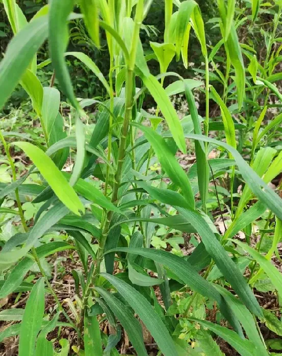 种植什么中药材经济效益高,种植什么中药材最好？