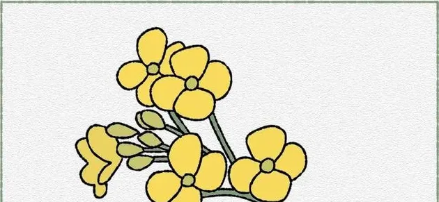 油菜花怎么画,油菜花简笔画彩色？