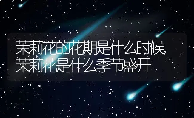 茉莉花的花期是什么时候,茉莉花是什么季节盛开 | 养殖科普