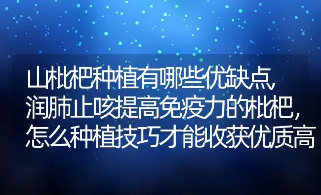 山枇杷种植有哪些优缺点,润肺止咳提高免疫力的枇杷，怎么种植技巧才能收获优质高产 | 养殖学堂