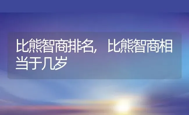 比熊智商排名,比熊智商相当于几岁 | 养殖资料