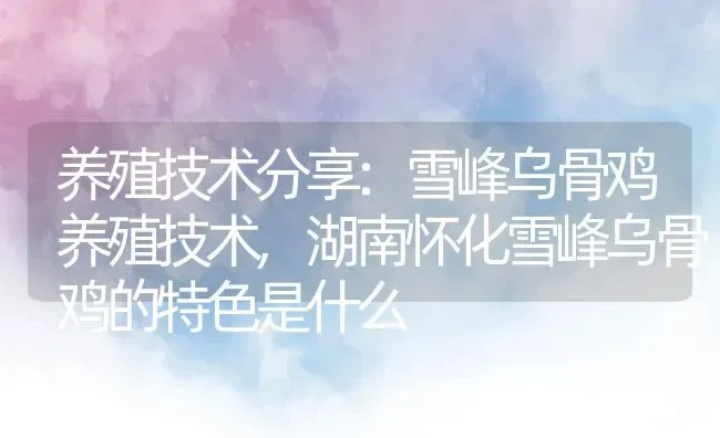 养殖技术分享:雪峰乌骨鸡养殖技术,湖南怀化雪峰乌骨鸡的特色是什么 | 养殖学堂
