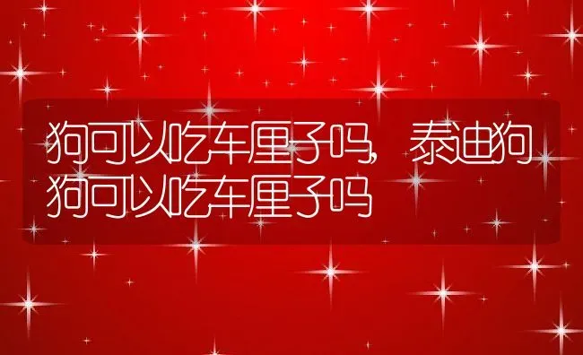 狗可以吃车厘子吗,泰迪狗狗可以吃车厘子吗 | 养殖资料