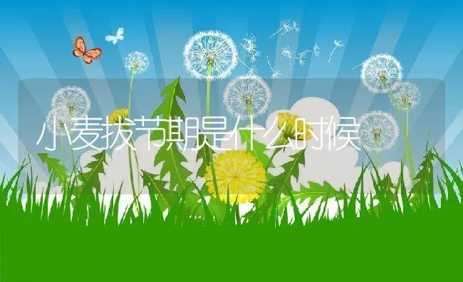 小麦拔节期是什么时候 | 养殖学堂