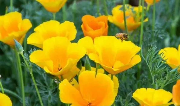 花菱草有毒吗 | 妙招大全