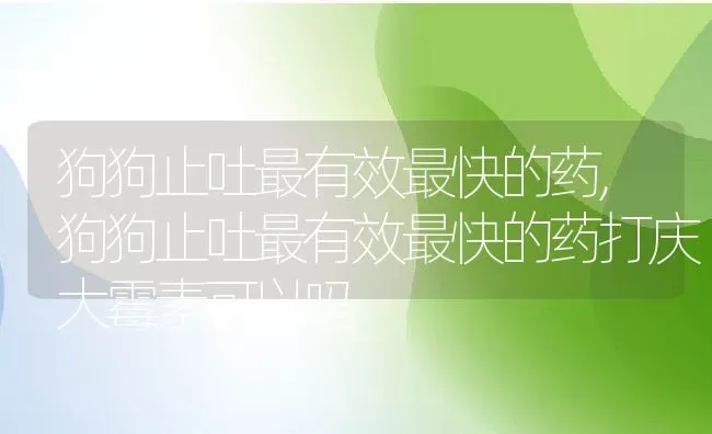 狗狗止吐最有效最快的药,狗狗止吐最有效最快的药打庆大霉素可以吗 | 养殖资料