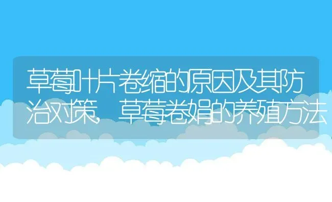 草莓叶片卷缩的原因及其防治对策,草莓卷娟的养殖方法 | 养殖学堂