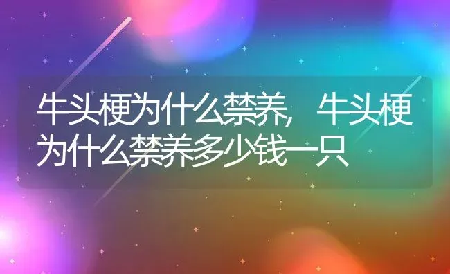 牛头梗为什么禁养,牛头梗为什么禁养多少钱一只 | 养殖资料