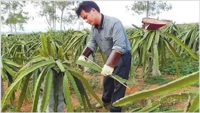 火龙果修剪有什么用 | 三农知识