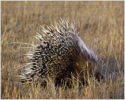 豪猪养殖投资成本 | 农广天地
