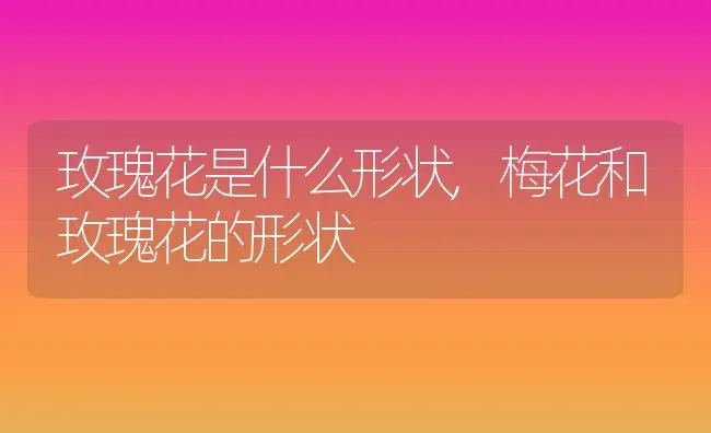 玫瑰花是什么形状,梅花和玫瑰花的形状 | 养殖学堂