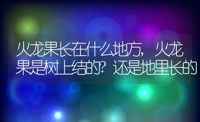 火龙果长在什么地方,火龙果是树上结的?还是地里长的 | 养殖学堂