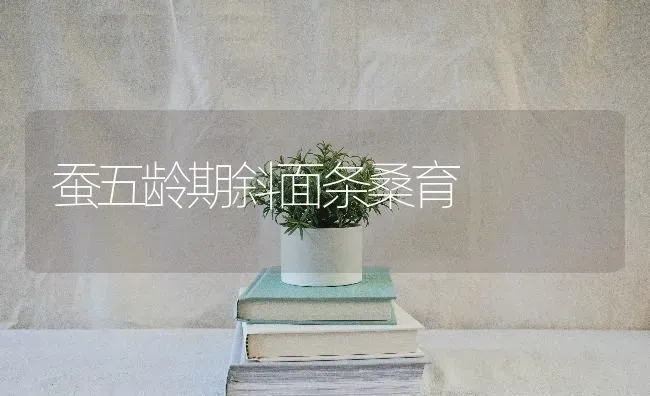 蚕五龄期斜面条桑育 | 养殖技术大全