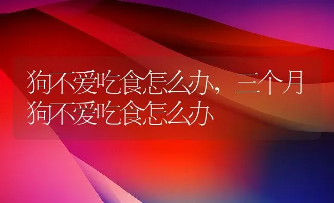 狗不爱吃食怎么办,三个月狗不爱吃食怎么办 | 养殖科普