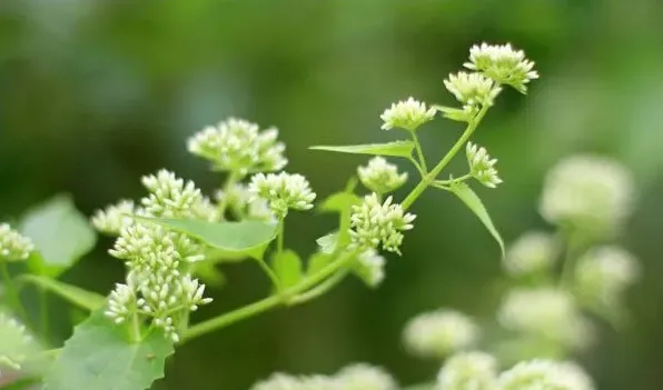 薇甘菊入侵危害 | 妙招大全