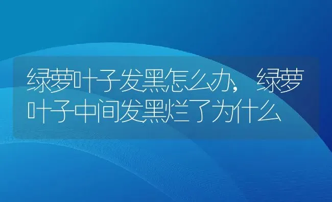 绿萝叶子发黑怎么办,绿萝叶子中间发黑烂了为什么 | 养殖学堂