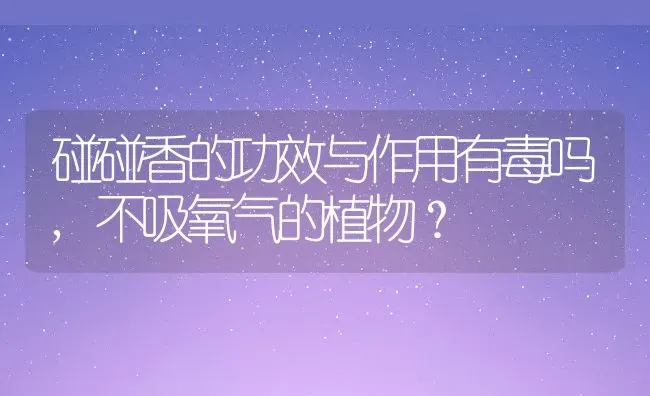 碰碰香的功效与作用有毒吗,不吸氧气的植物？ | 养殖科普