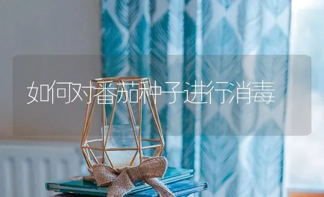如何对番茄种子进行消毒 | 养殖技术大全