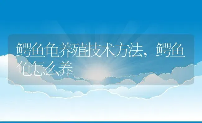 鳄鱼龟养殖技术方法,鳄鱼龟怎么养 | 养殖学堂