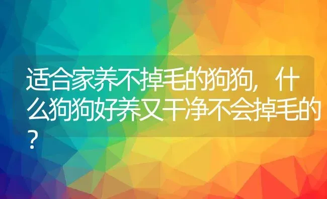 适合家养不掉毛的狗狗,什么狗狗好养又干净不会掉毛的？ | 养殖学堂