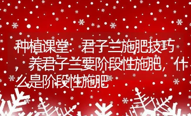 种植课堂:君子兰施肥技巧,养君子兰要阶段性施肥，什么是阶段性施肥 | 养殖学堂