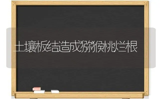 土壤板结造成猕猴桃烂根 | 养殖技术大全