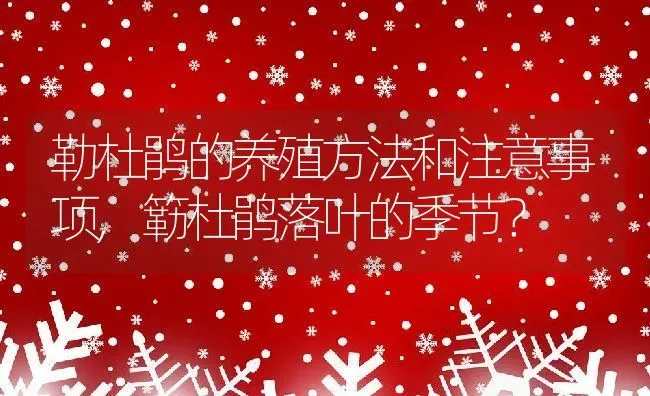 勒杜鹃的养殖方法和注意事项,簕杜鹃落叶的季节？ | 养殖科普