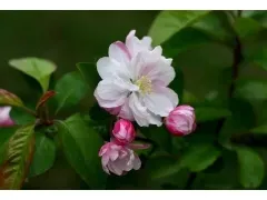 家里养海棠花好吗,家里养玻璃海棠好吗？