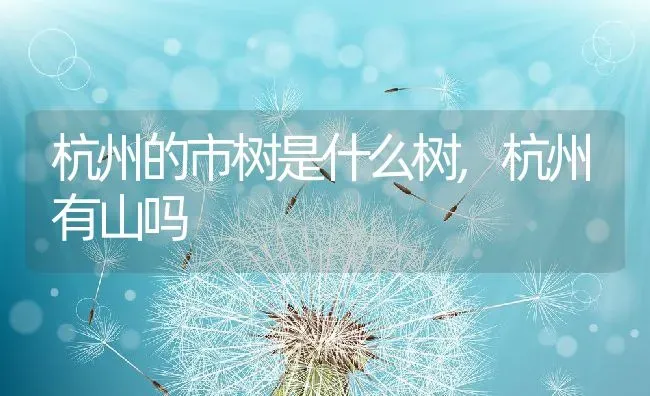 杭州的市树是什么树,杭州有山吗 | 养殖学堂