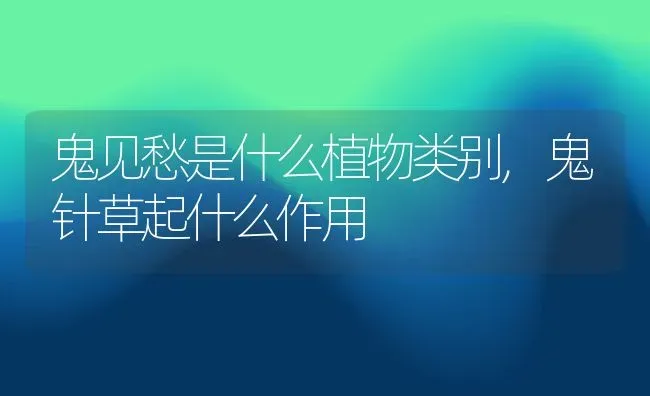 鬼见愁是什么植物类别,鬼针草起什么作用 | 养殖科普