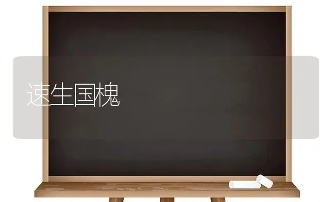 速生国槐 | 养殖知识