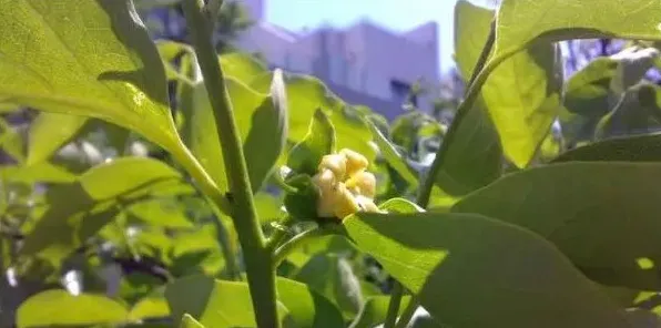 柿子树开花吗 | 三农知识