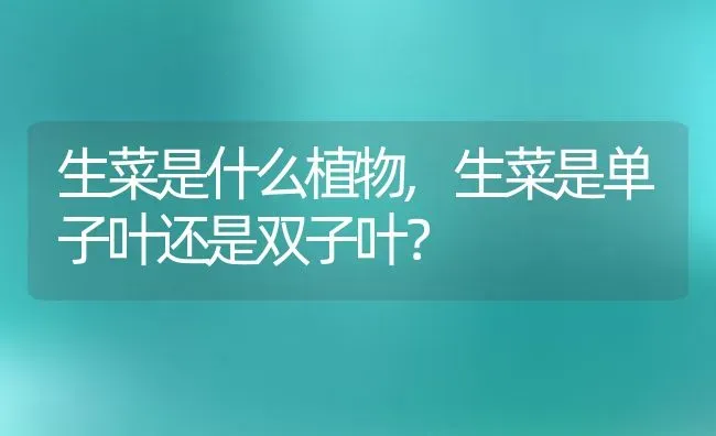 生菜是什么植物,生菜是单子叶还是双子叶？ | 养殖科普
