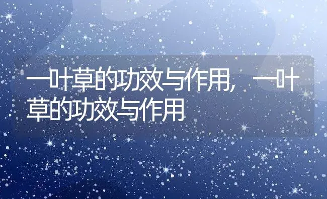 一叶草的功效与作用,一叶草的功效与作用 | 养殖科普